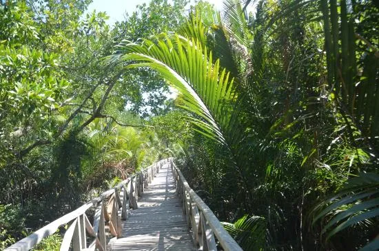 Dhani Nalla Mangrove Walkway