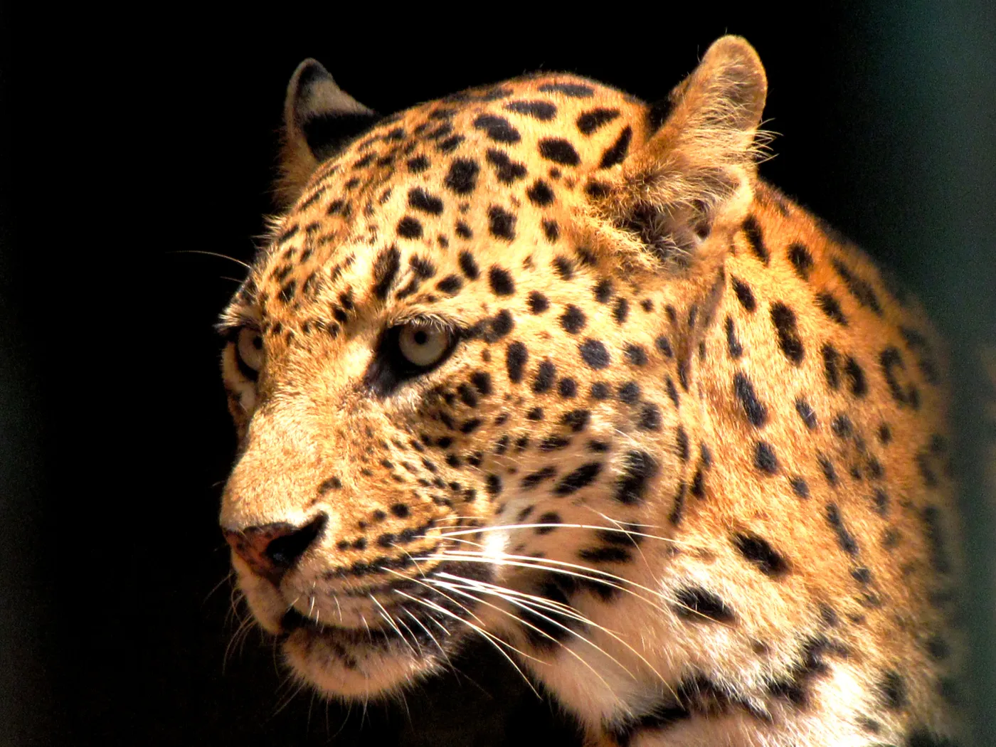Assam State Zoo, Guwahati