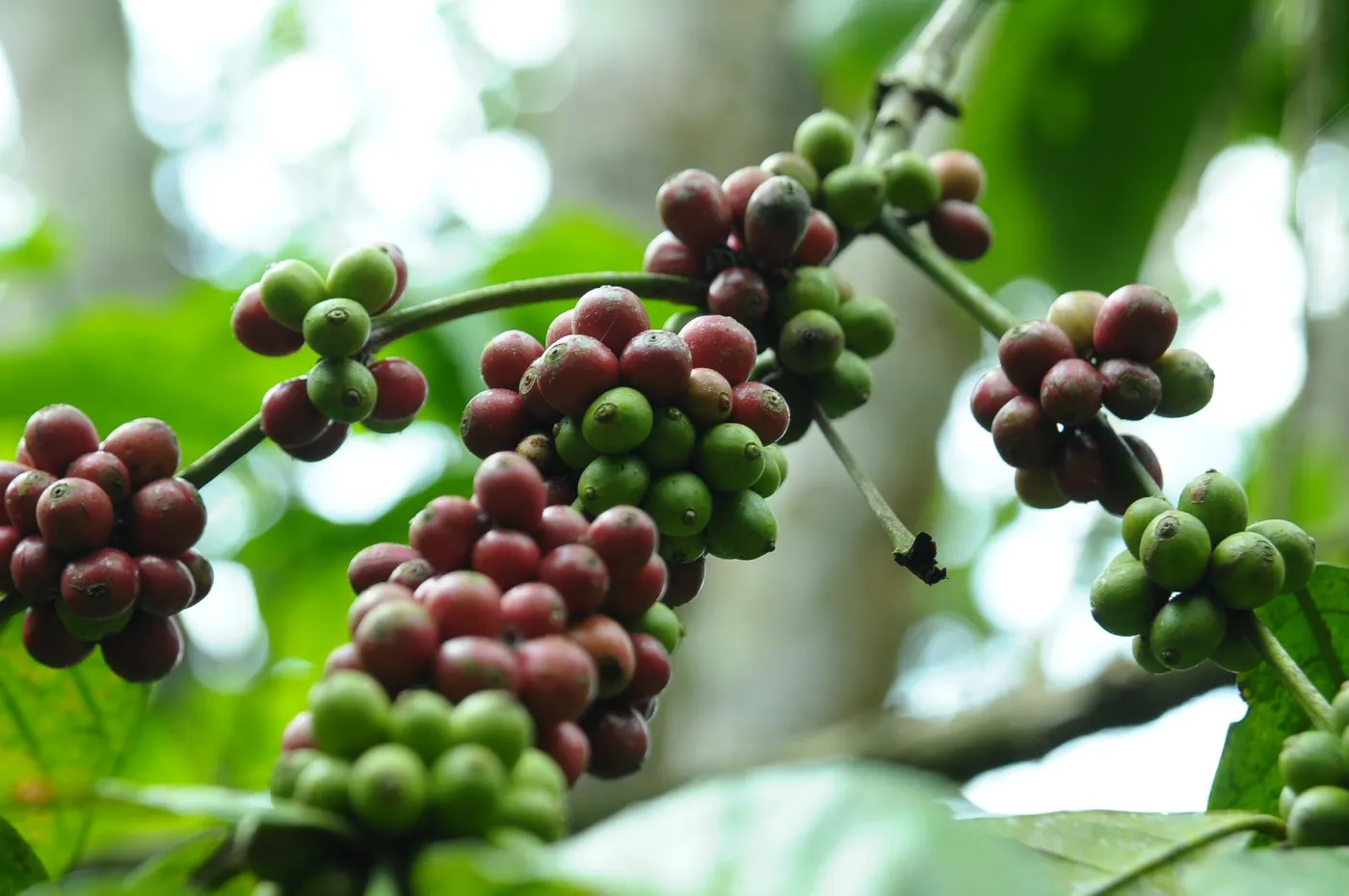 Deepa World Spice and Ayurvedic Garden, Thekkady