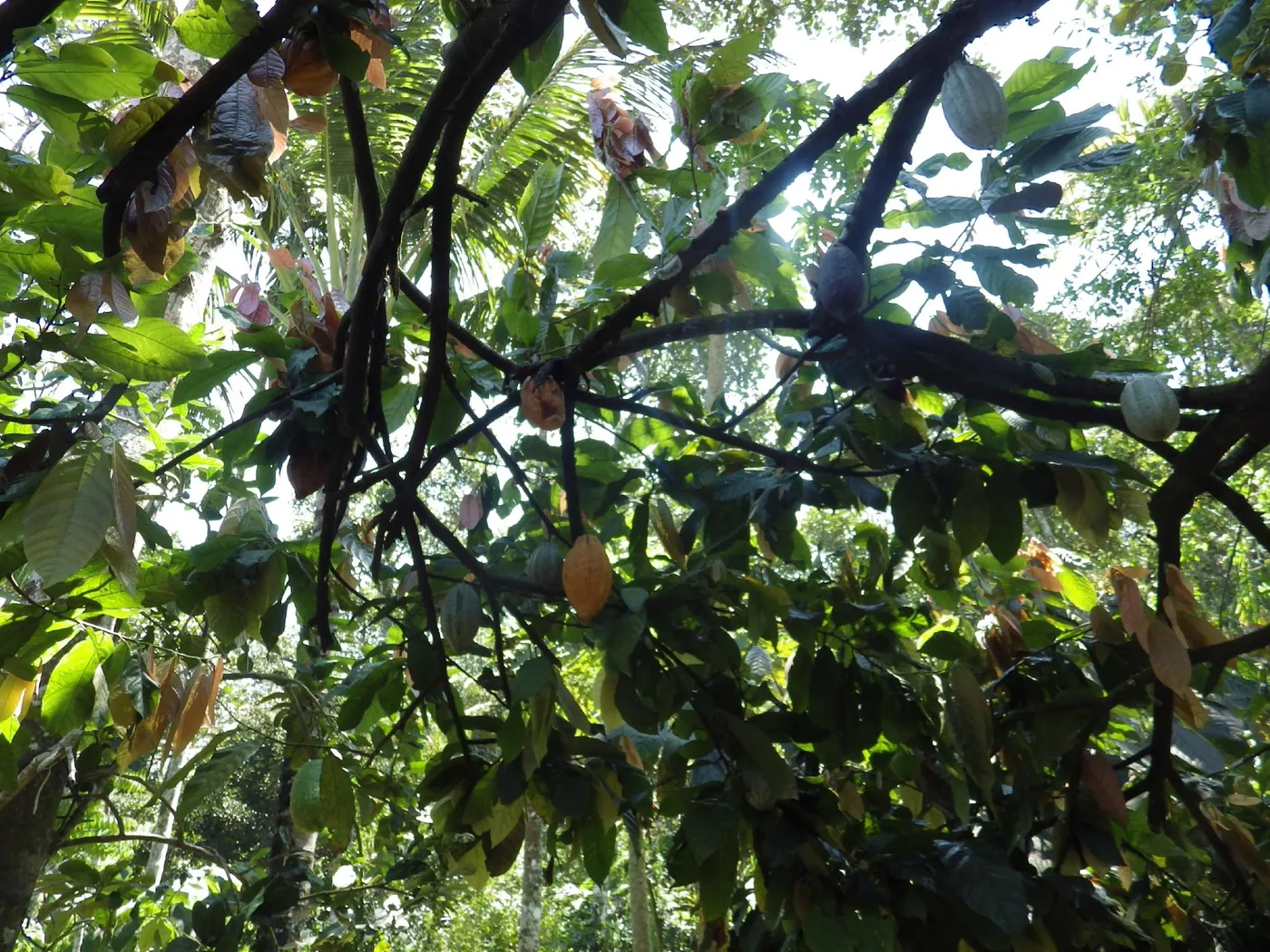Take a Stroll Through Spice Walk Plantation, Thekkady