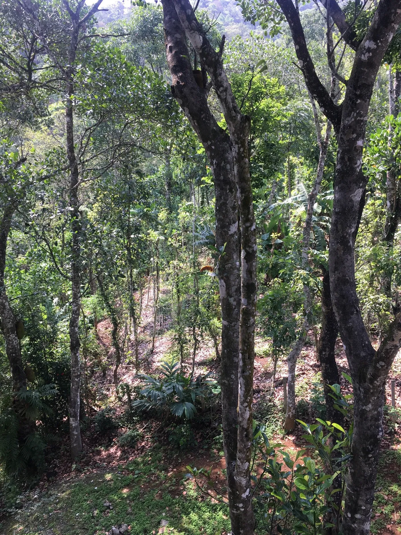 Evergreen Spicegarden, Thekkady
