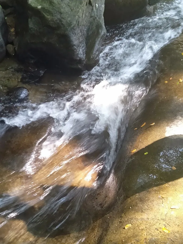 Vanaparvam Biodiversity Park, Wayanad