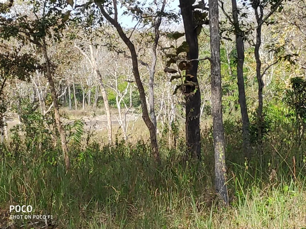 Muthanga Wildlife Sanctuary, Wayanad