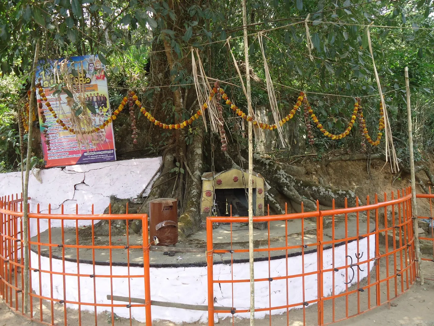 Visit Chain Tree of Karinthandan, Wayanad