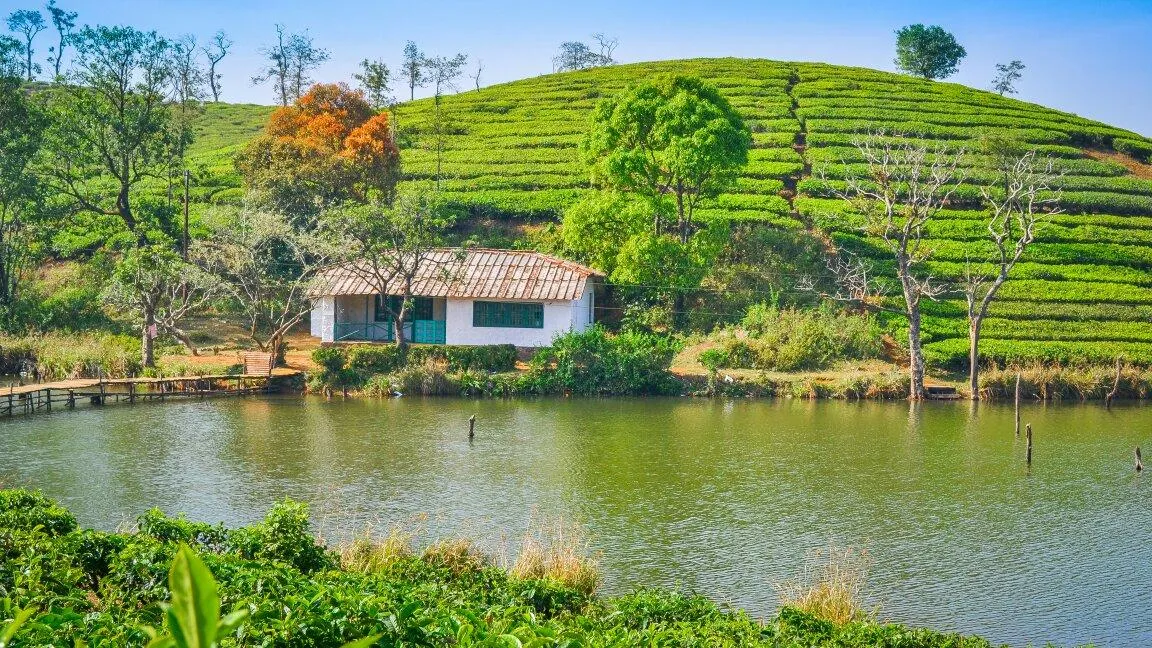 Check out Vagamon Lake, Vagamon