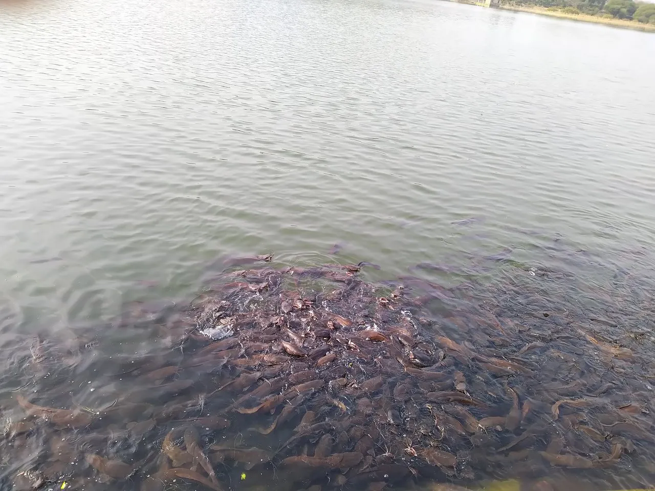 Hammeripal Lake, Kumbhalgarh