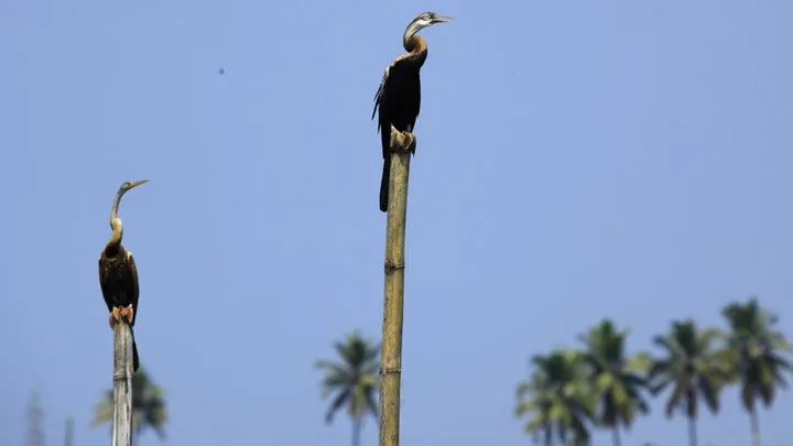 Kumarakom Bird Sanctuary, Kumarakom