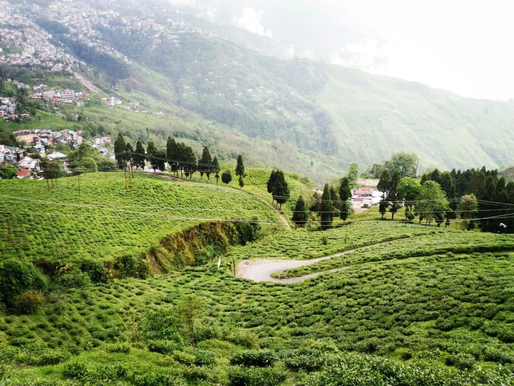 Check out Happy Valley Tea Estate, Darjeeling