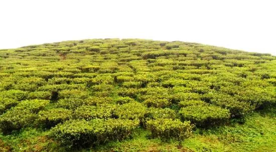Check out Badamtam Tea Estate, Darjeeling