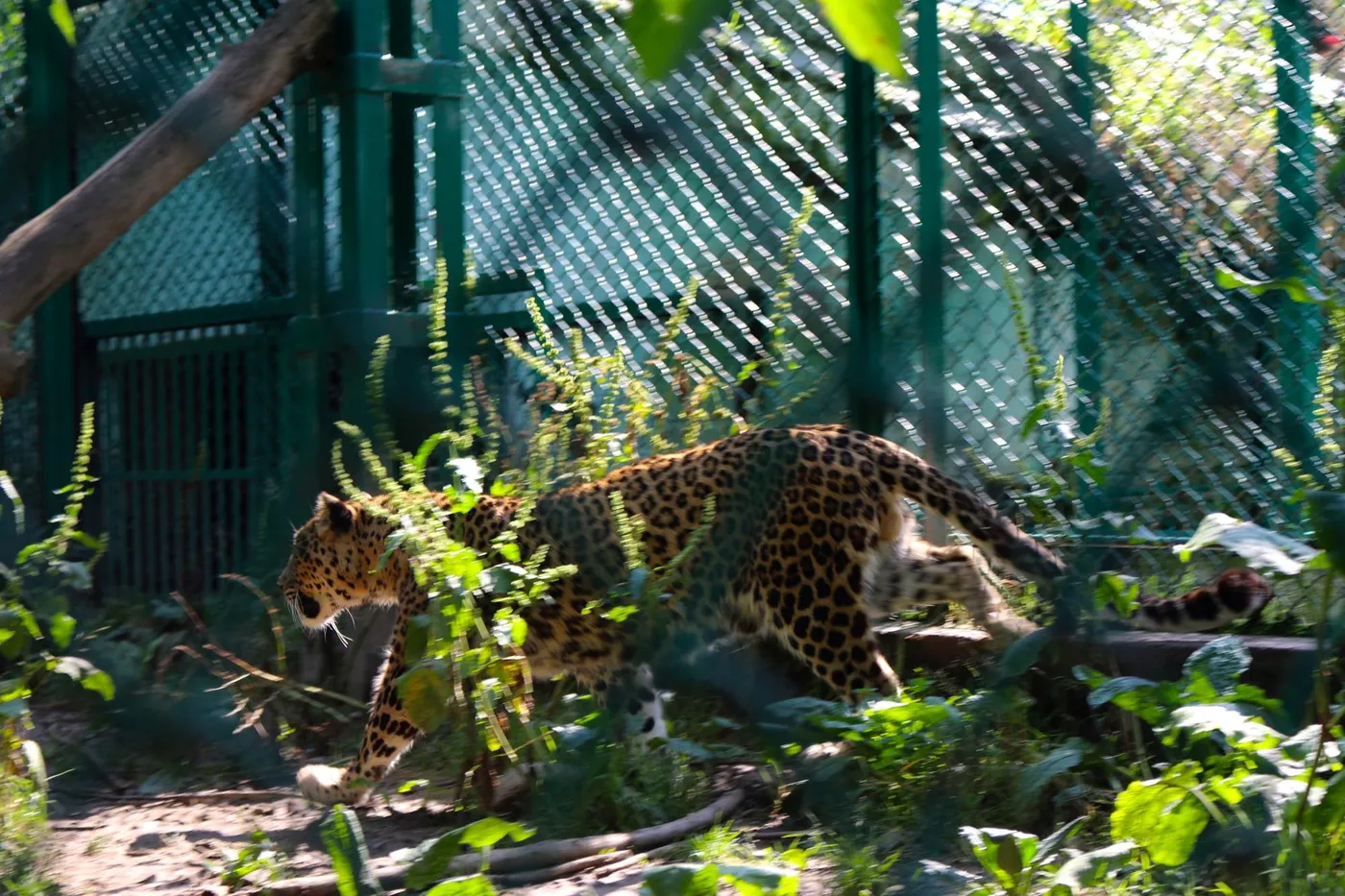 Dachigam National Park, Srinagar