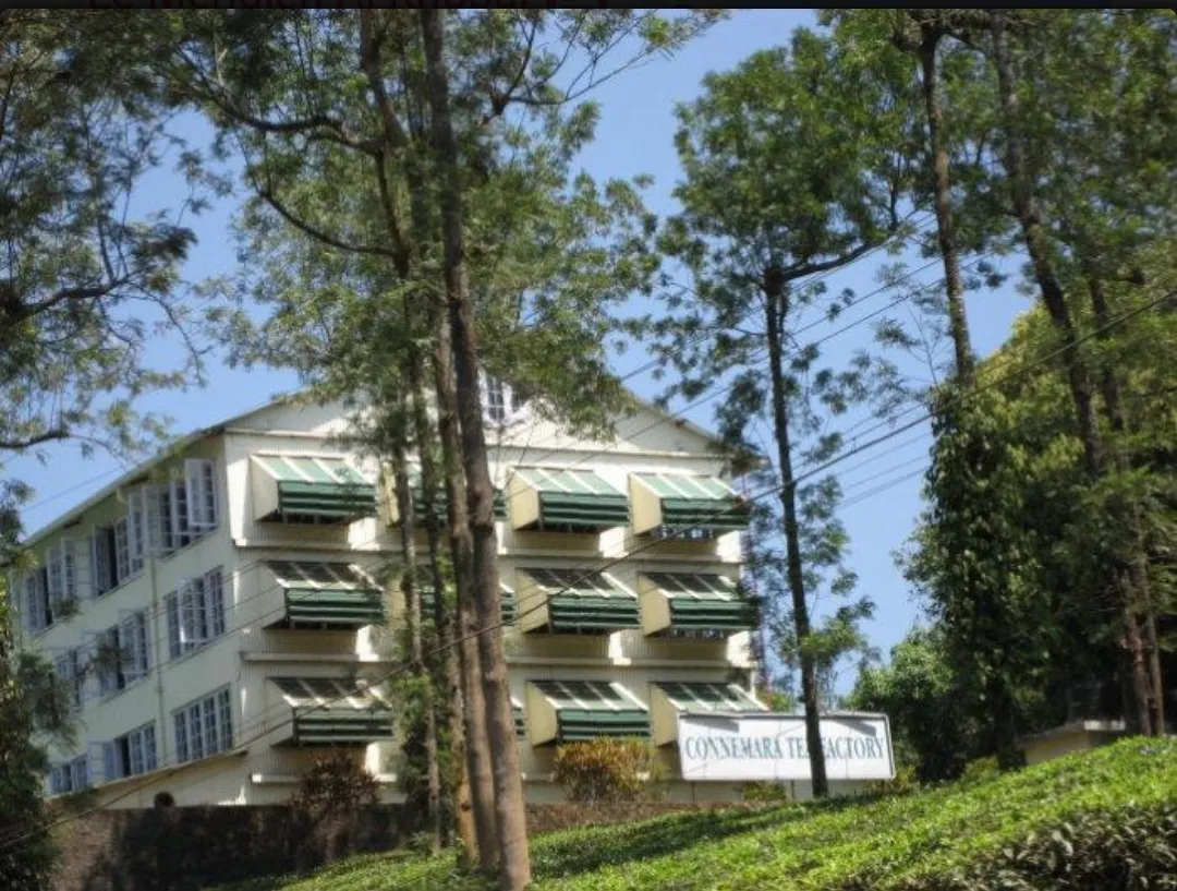 Connemara Tea Factory, Thekkady