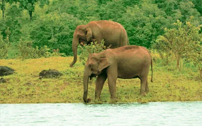 Periyar Wildlife Sanctuary, Thekkady