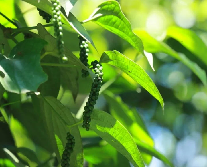 Spice Route, Thekkady