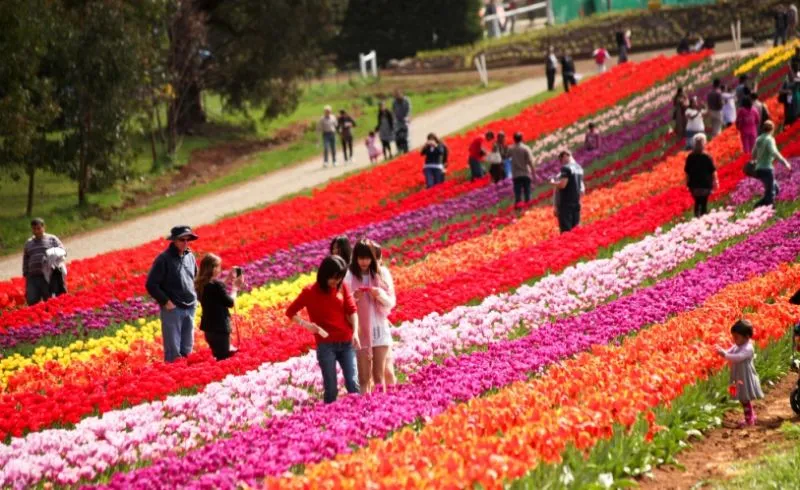 Indira Gandhi Tulip Garden, Srinagar