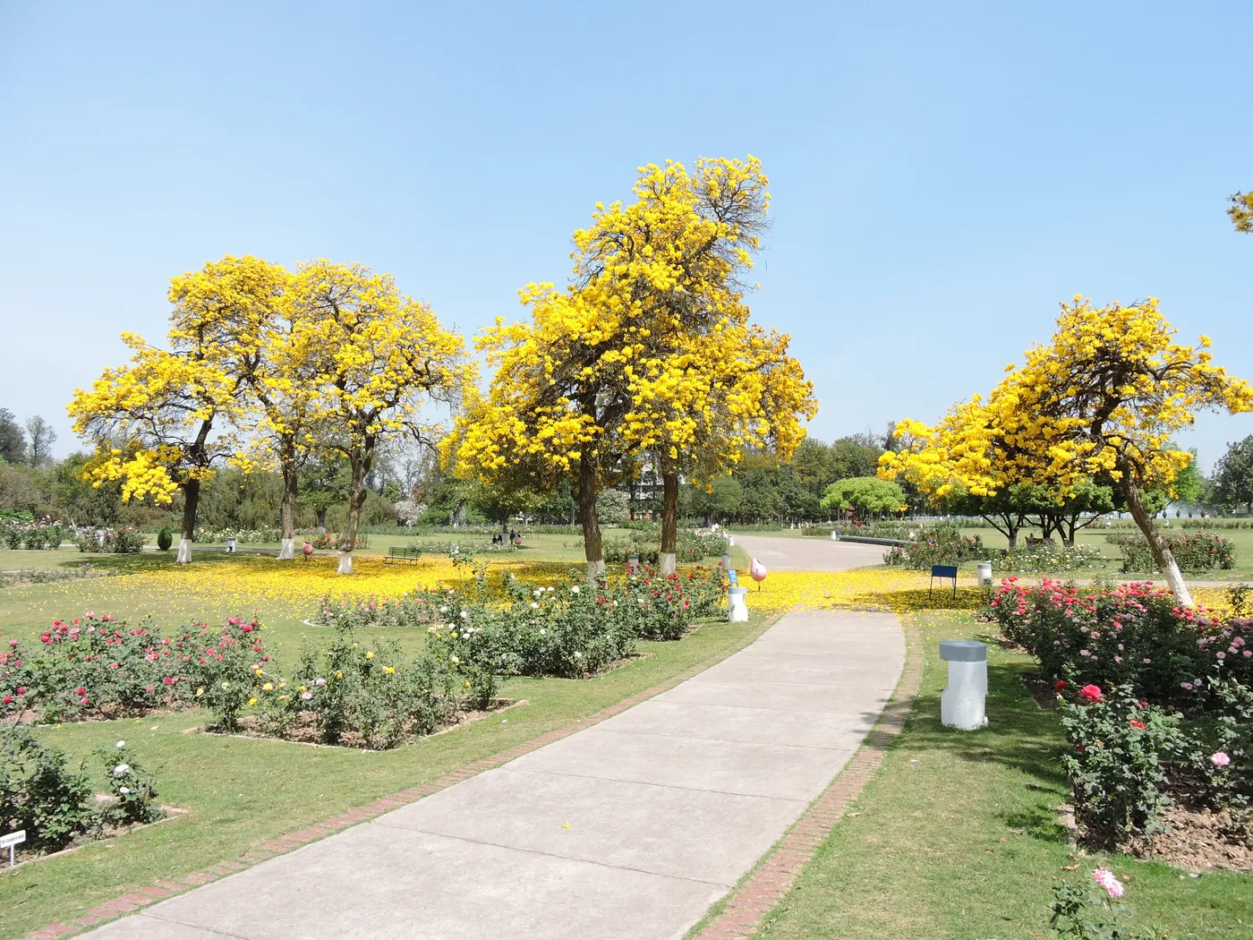 Explore Rose Garden, Chandigarh