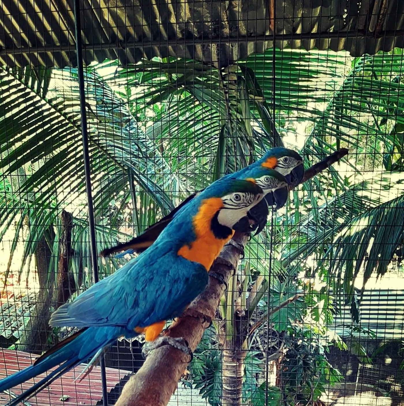 Saras Exotic Birds Center, Alleppey