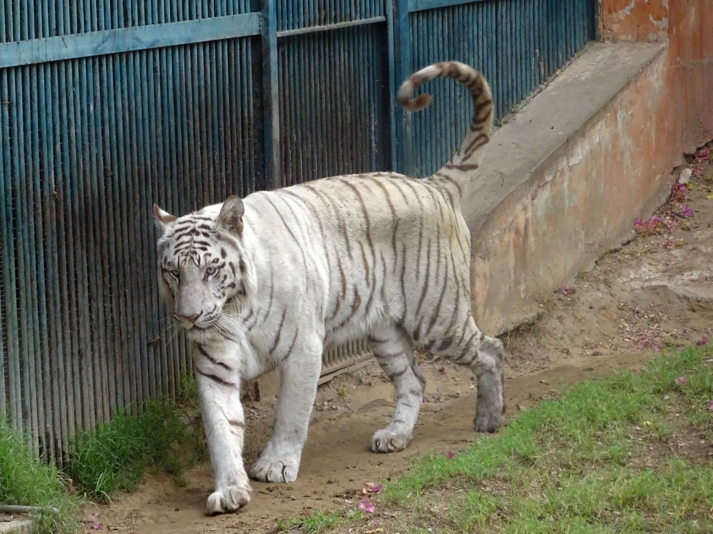 Jaipur Zoo, Jaipur