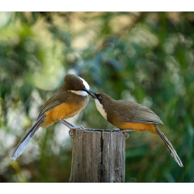 Pangot and Kilbury Bird Sanctuary, Nainital