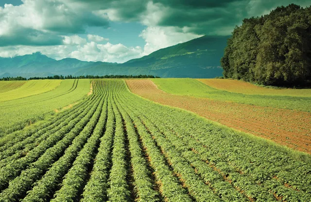 Potato Farm