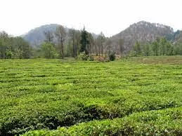 Visit Tea Garden Dharamshala, Dharamshala