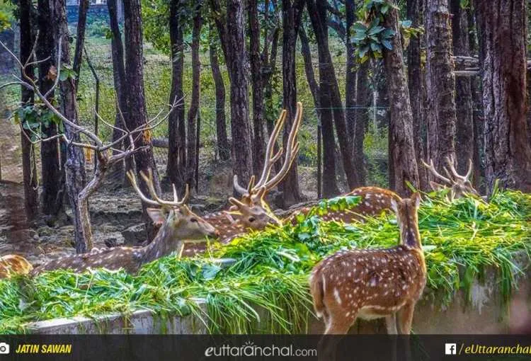 Malsi Deer Park, Dehradun