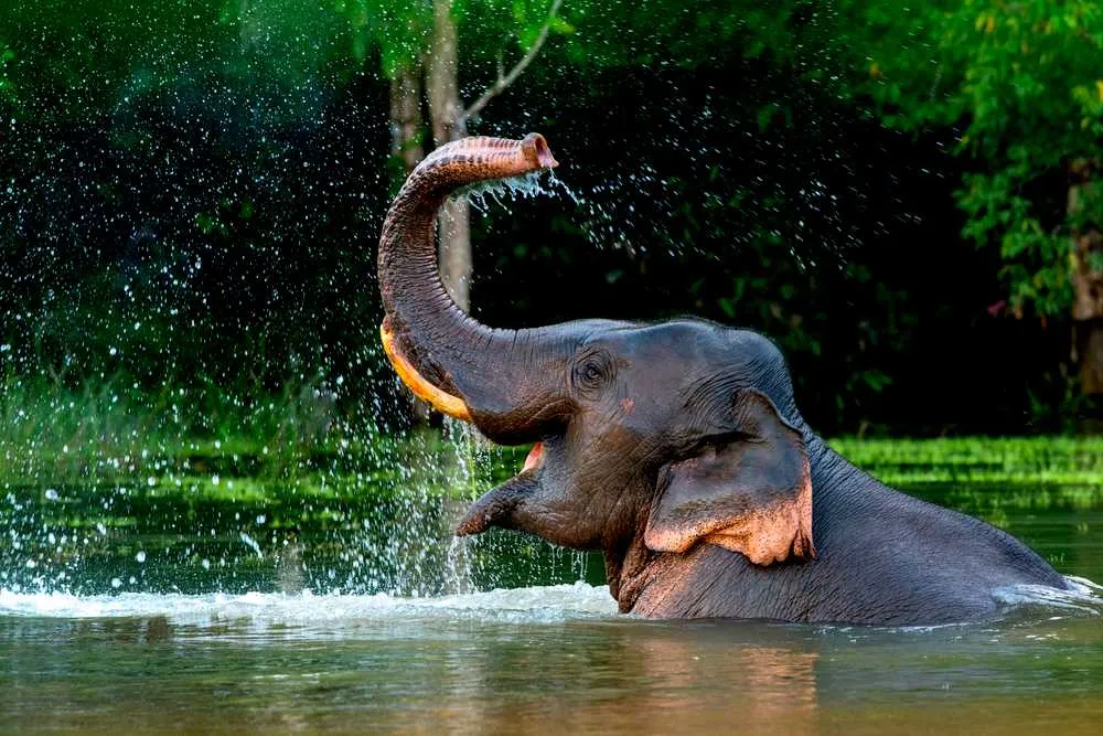 Explore Elephant Junction, Thekkady