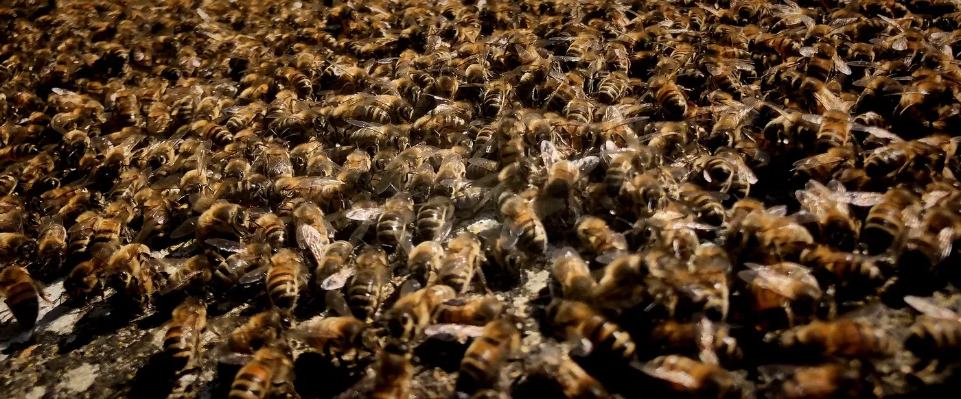 Philip's Natural Honey And Bee Farm, Thekkady