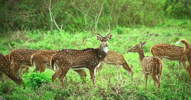Nanda Devi National Park, Auli