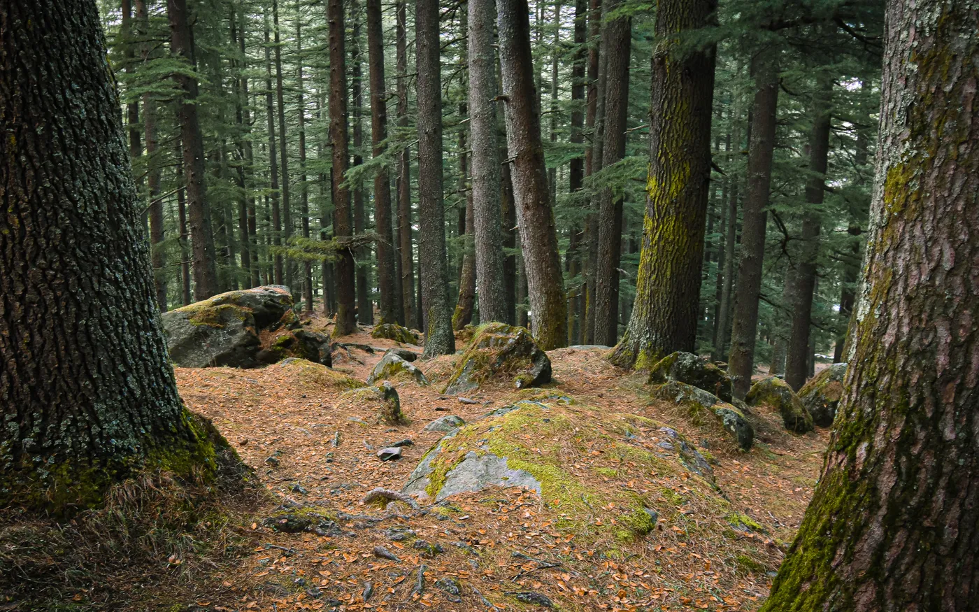 Pulga, Kasol