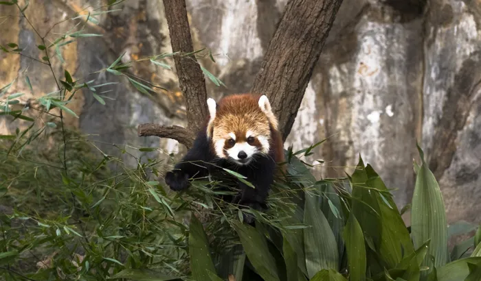 Explore Himalayan Zoological Park, Gangtok