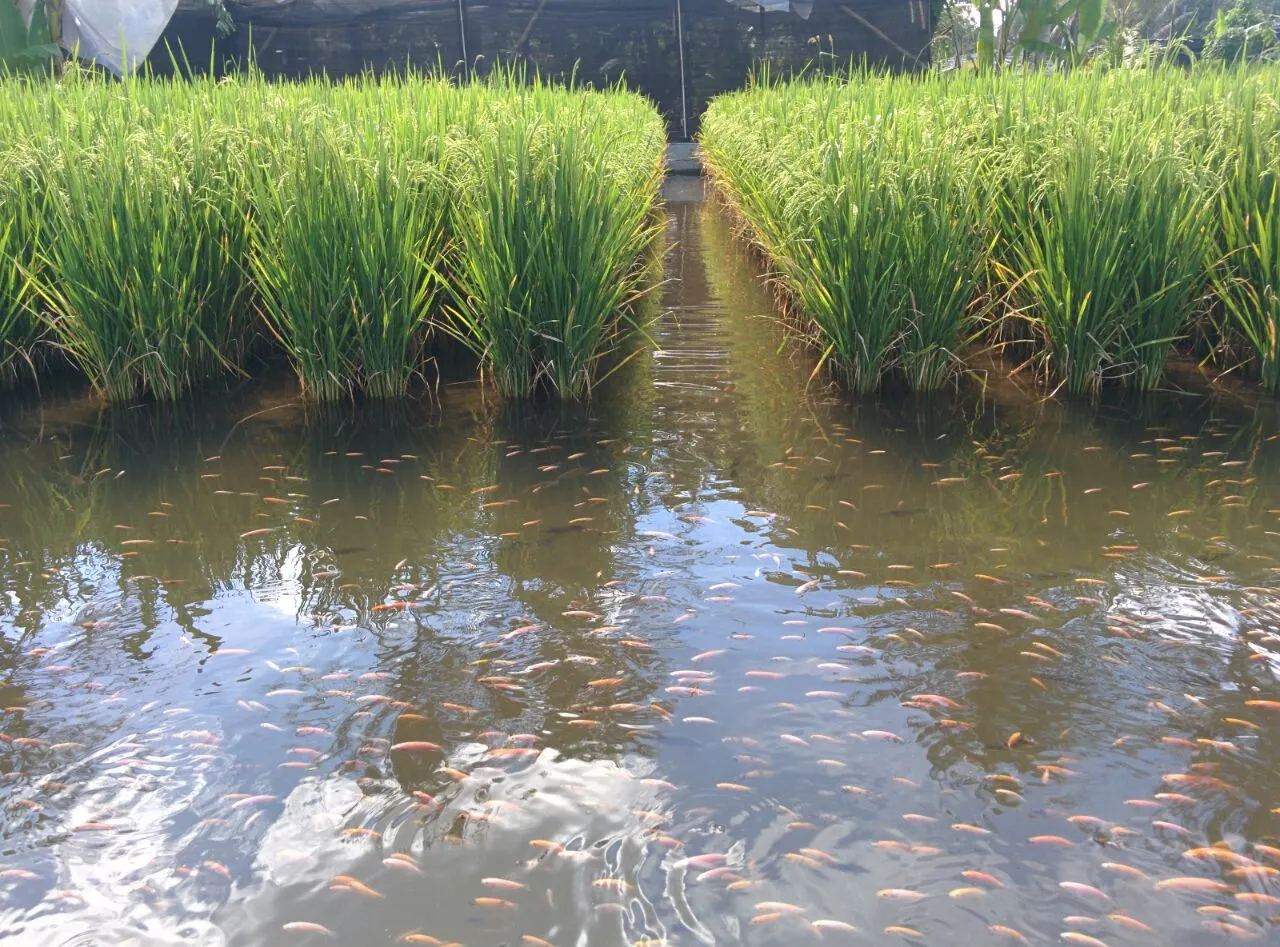 Tarin Fish Farm, Ziro
