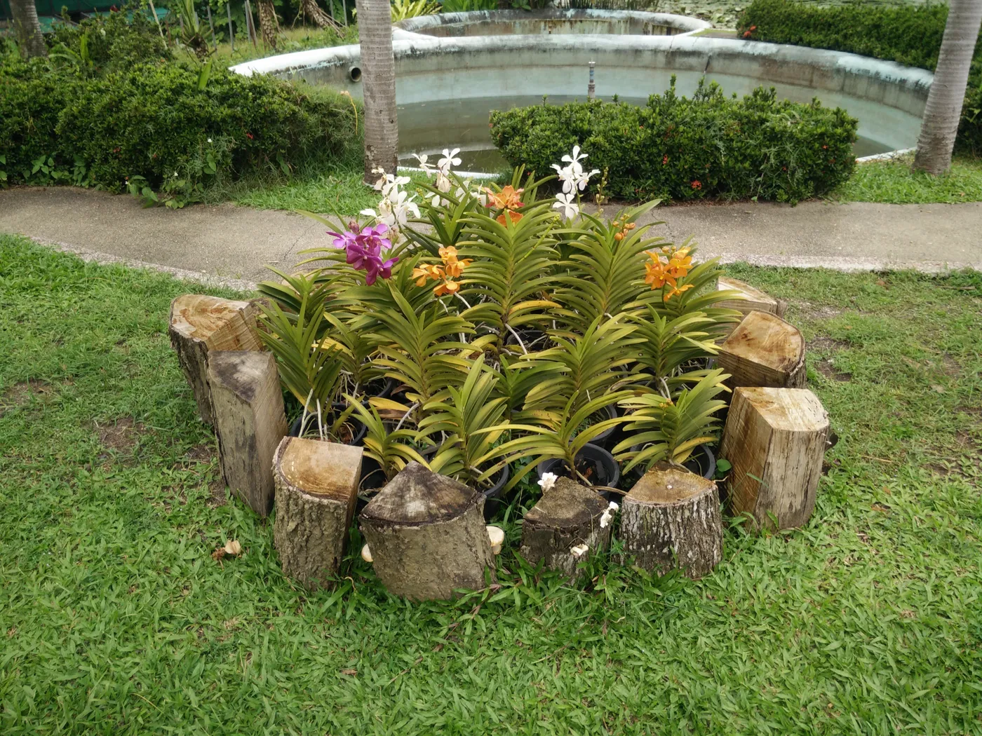 Orchid Research Centre, Ziro