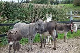 Check out Donkey Sanctuary, Leh
