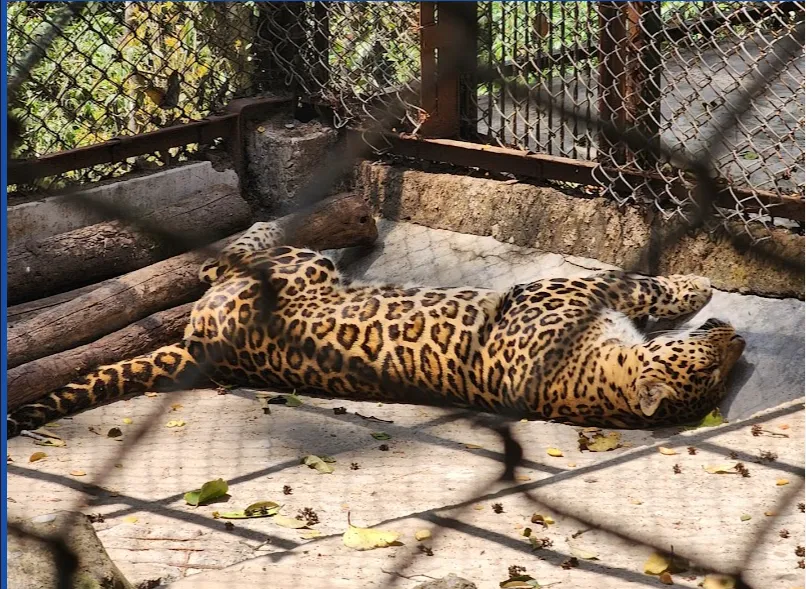 Explore Padmaja Naidu Himalayan Zoological Park, Darjeeling