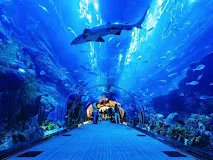 Dubai Aquarium and Underwater Zoo, Dubai
