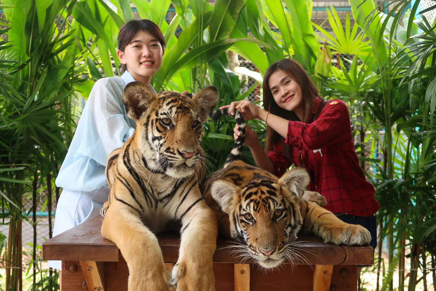 Tiger Park Pattaya, Pattaya