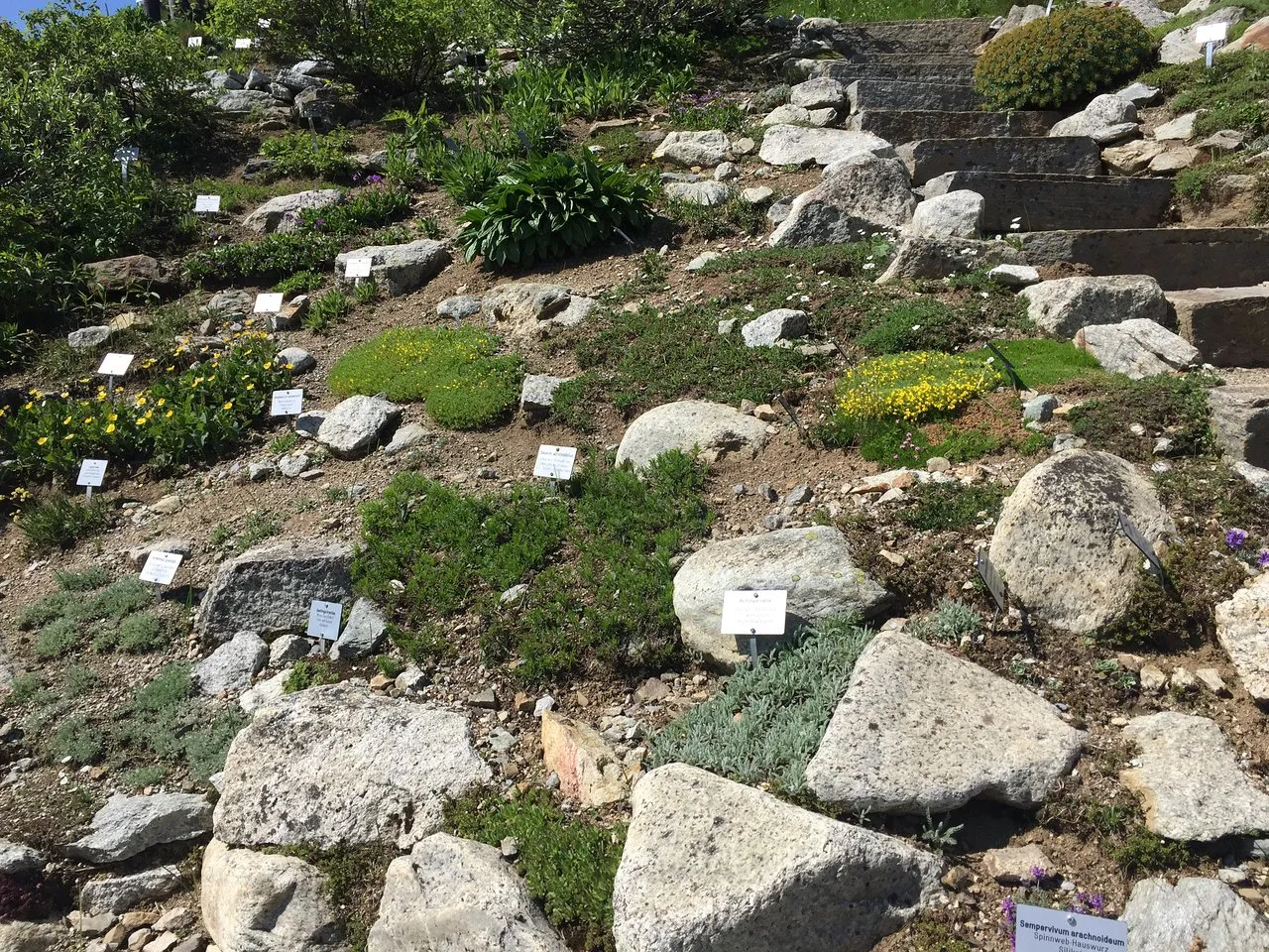 Visit Schynige Platte Botanical Alpine Garden, Interlaken