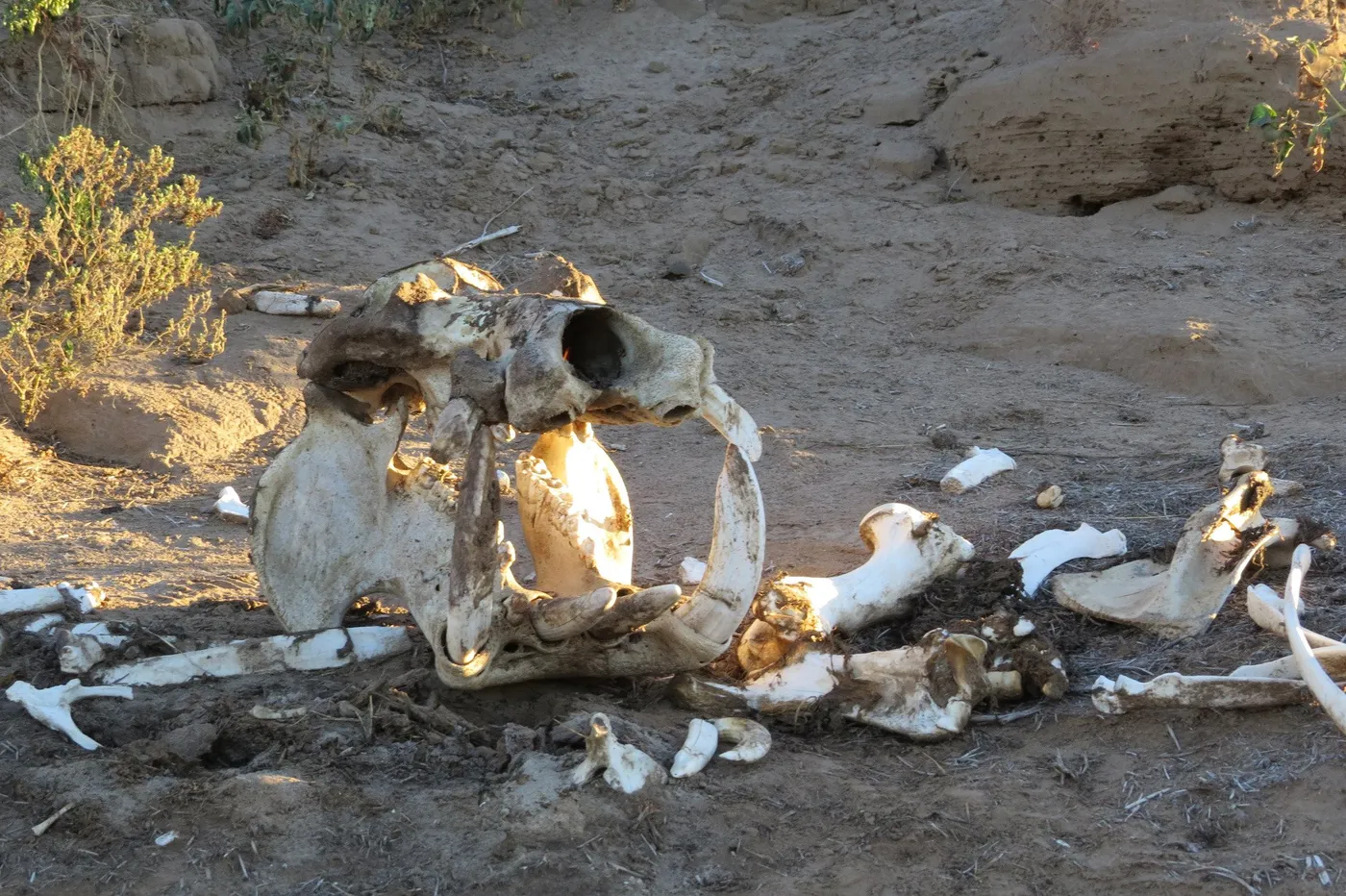 Visit Olifants Wilderness Trail, Kruger National Park