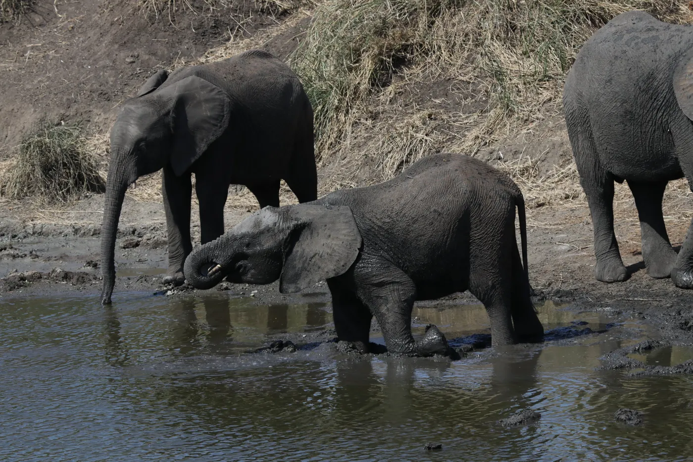 Check out Ntandanyathi Bird & Game Hide, Kruger National Park