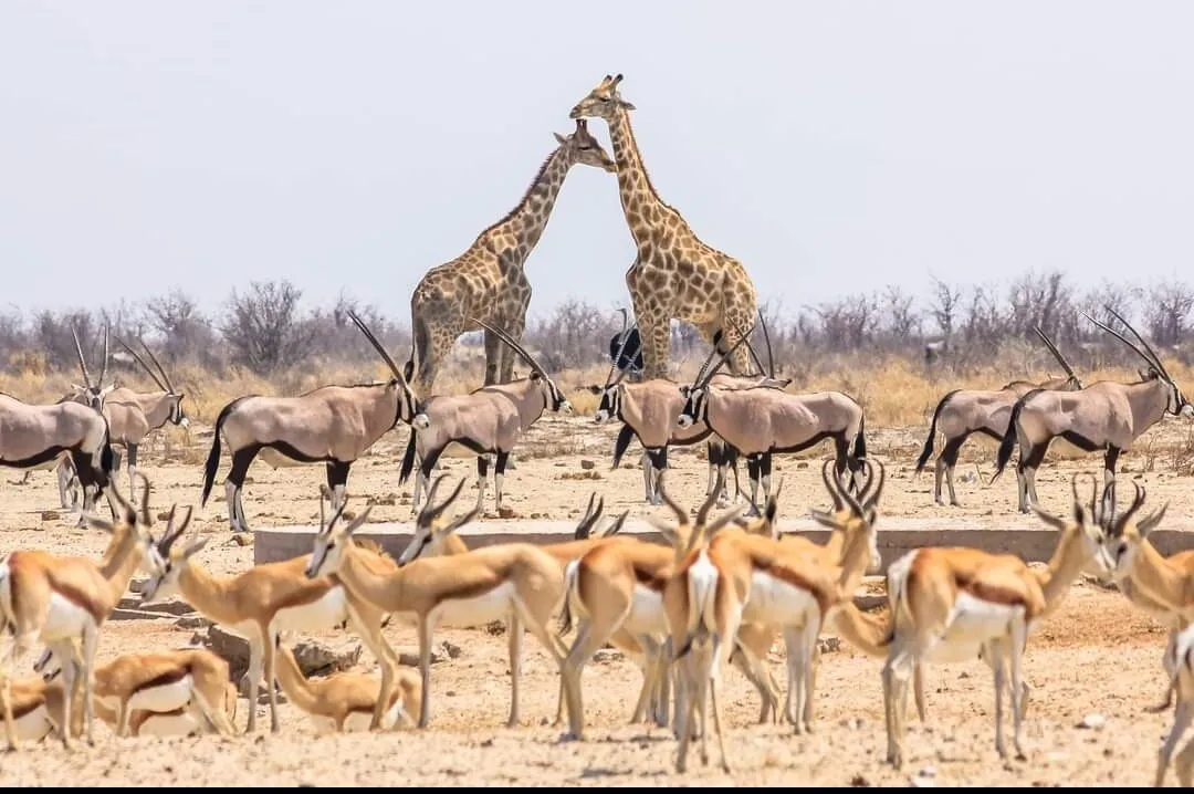 Check out Day Trips, Kruger National Park