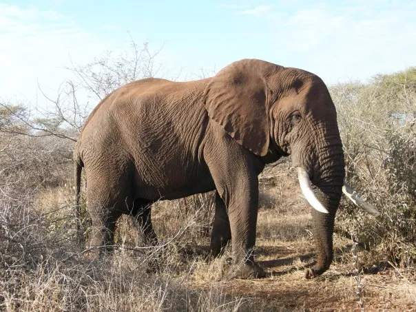 Check out Phuza Moya Private Game Reserve, Kruger National Park