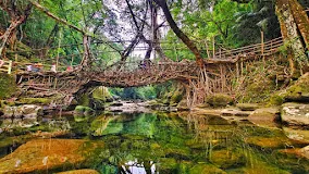Check out Living Root Bridge, Riwai Village, Shillong