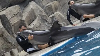 Batumi Dolphinarium, Batumi