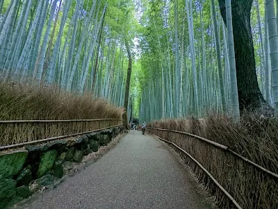 Check out Arashiyama Bamboo Forest, Kyoto