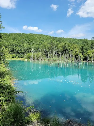 Check out Shirogane Blue Pond (Aoiike), Hokkaido