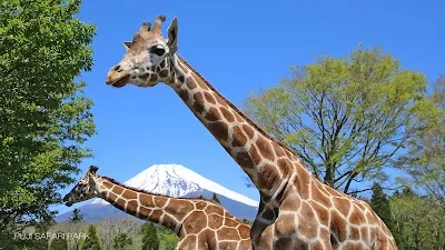 Fuji Safari Park, Fuji