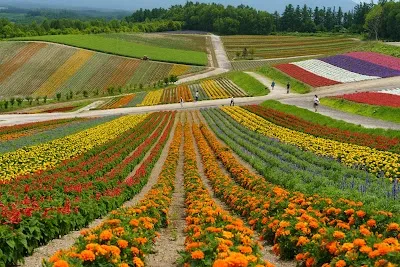 Explore Panoramic Flower Gardens Shikisai-no-oka, Hokkaido