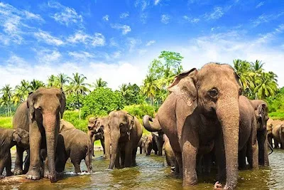 Pinnawala Elephant Orphanage, Kandy