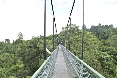 Explore MacRitchie Reservoir Park, Singapore