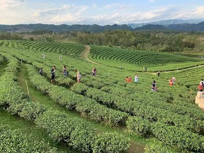Choui Fong Tea, Chiang Rai